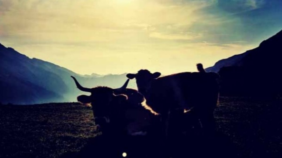 Vacas. DAVID CAMPOS