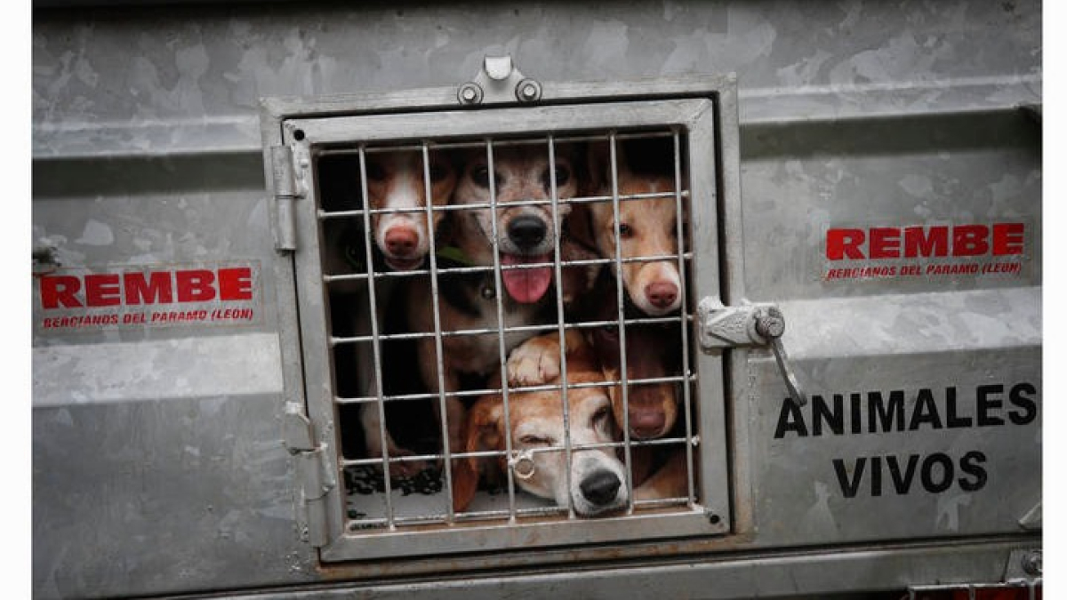 La Ley de Bienestar Animal salió adelante en el Congreso de los Diputados con 174 votos a favor de PSOE, UP, ERC, EH-Bildu y CUP, la abstención de BNG, Teruel Existe y Compromís y 172 votos en contra del PP, Vox, Cs, PNV, PdeCat, Junts per Cat, Más País-Verdes Equo, UPN, Foro Asturias y PRC. JESÚS F. SALVADORES