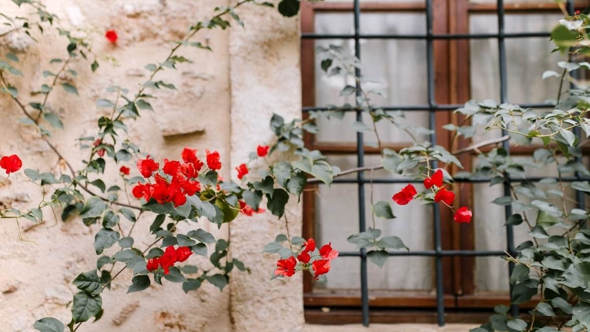 Las 3 mejores casas rurales en Las Médulas según Booking Foto: Pexels
