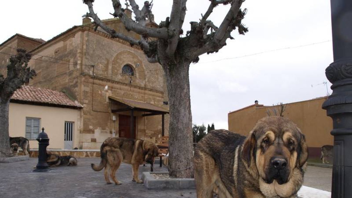 El tiempo en San Millán de los Caballeros AEMET