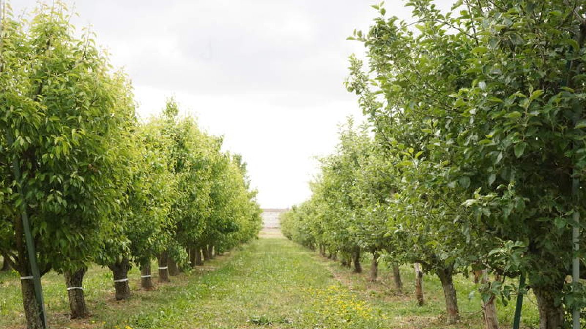 La escuela, ubicada en la avenida de Portugal, cuenta con amplias y específicas instalaciones para la formación agraria. J. NOTARIO