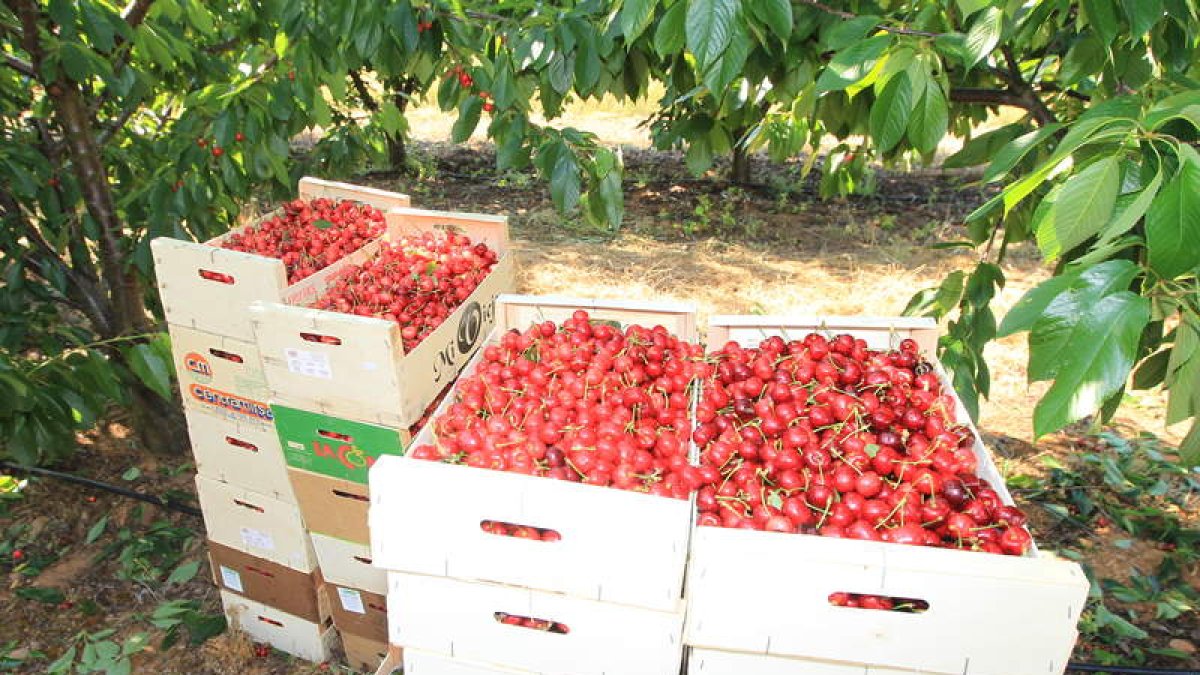 Las cerezas del Bierzo serán comercializadas ya con sello de calidad. L. DE LA MATA