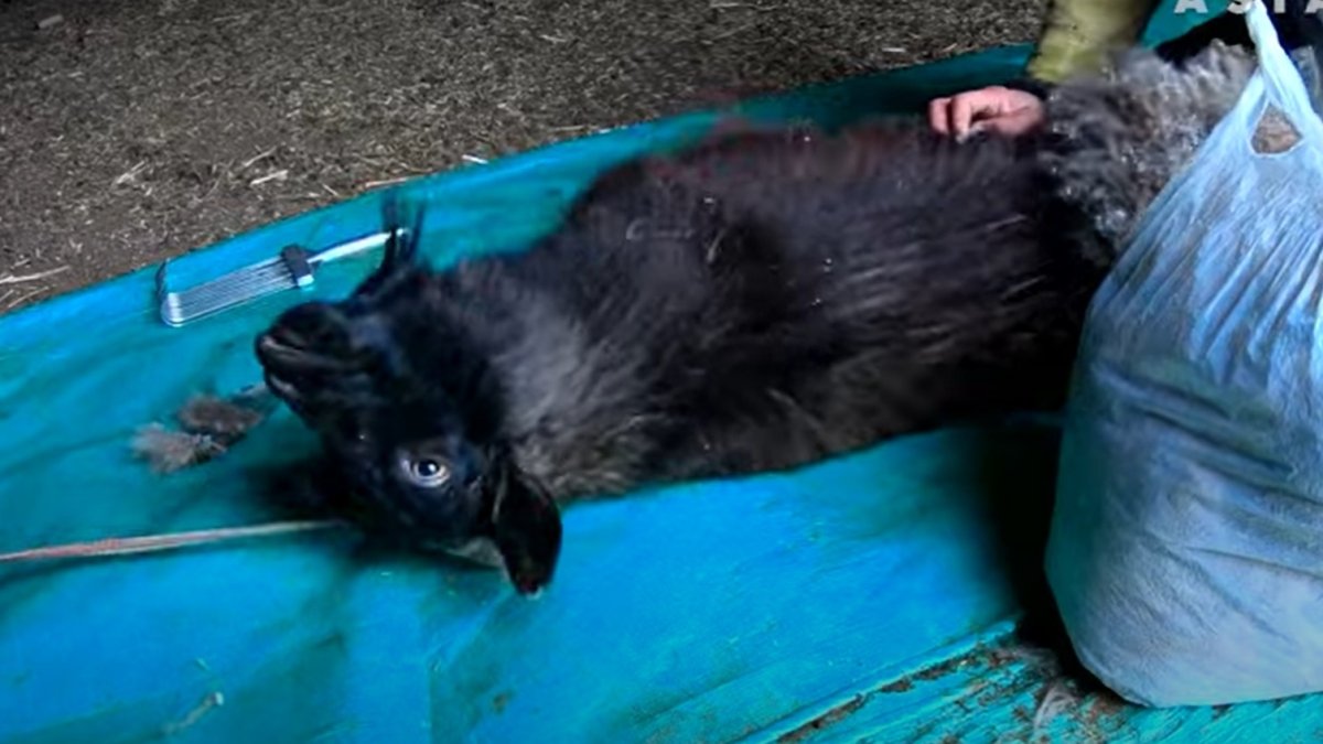 Imagen extraída de los vídeos difundidos por la ONG. PETA ASIA