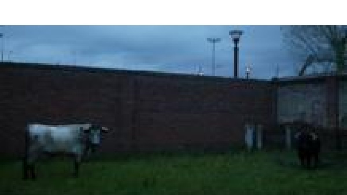 Los primeros toros que llegaron para el festejo de mañana descansan en los corrales del Parque