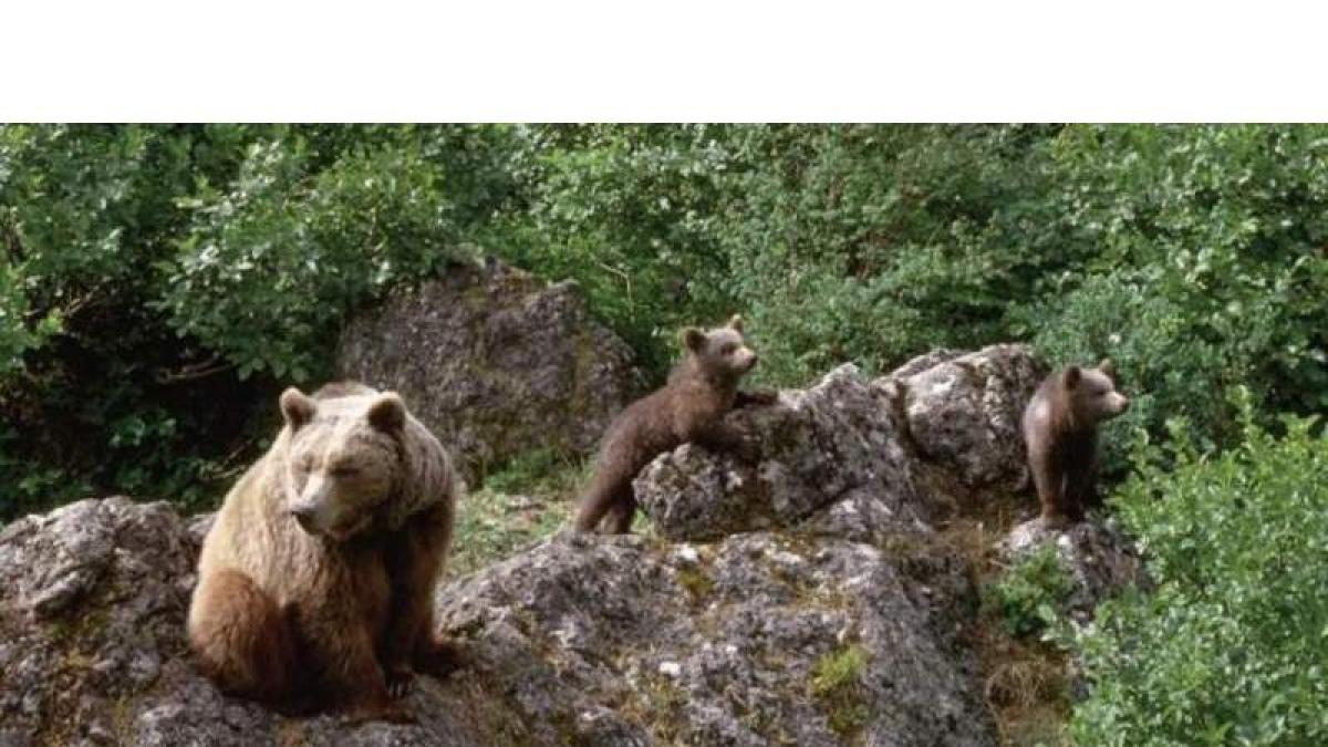 Brañas, rutas naturales, castaños centenarios y una flora autóctona de gran valor natural, osos pardos y urogallos. Todo ello forma parte de la identidad propia de Palacios del Sil que, enclavado en uno de los valles más bellos de la geografía comarcal be