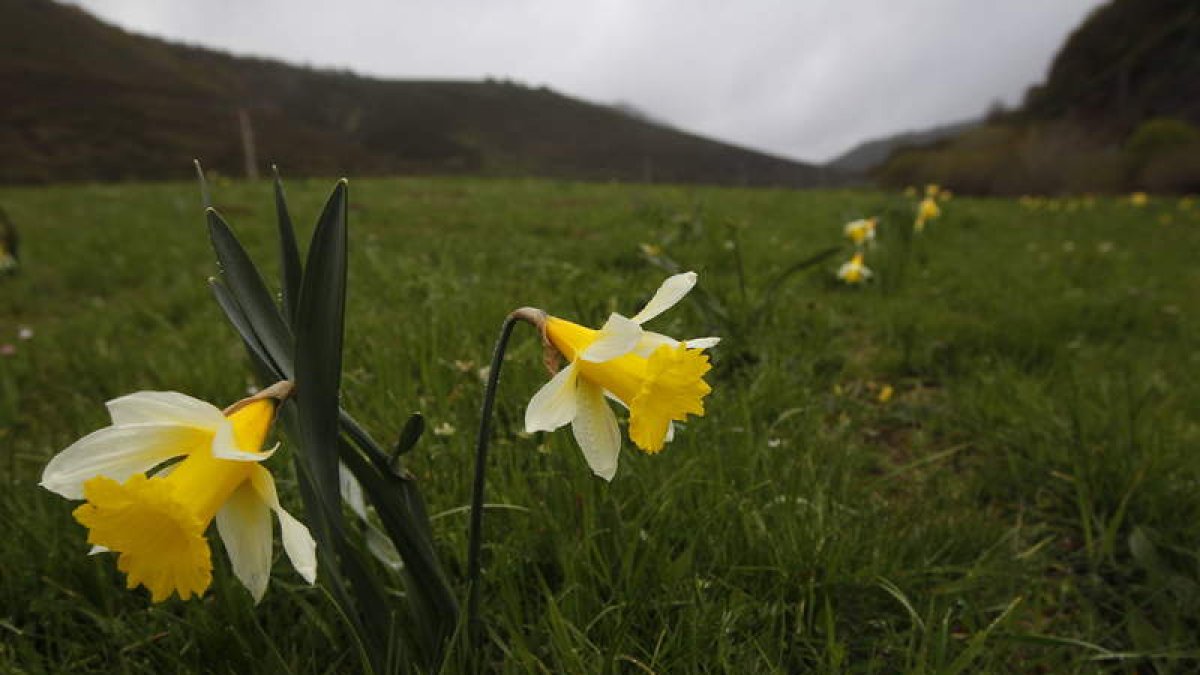 Capilotes en floración en las praderas del valle de Riaño. Mañana, los jóvenes del pueblo saldrán a recolectar los narcisos amarillos para celebrar la Fiesta del Capilote, con la que se rinde homenaje a los pueblos anegados por el pantano de Riaño, un día