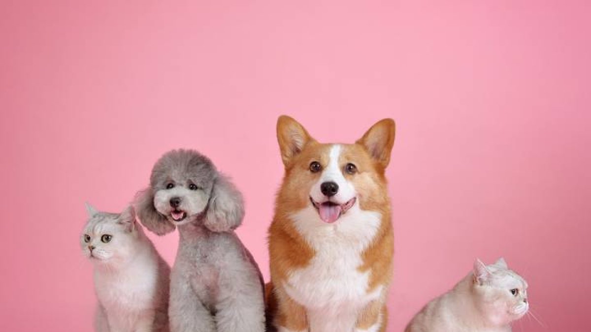 Los veterinarios recomiendan tratamientos antiparasitarios ya durante todo el año y combinar dos productos diferentes a la vez