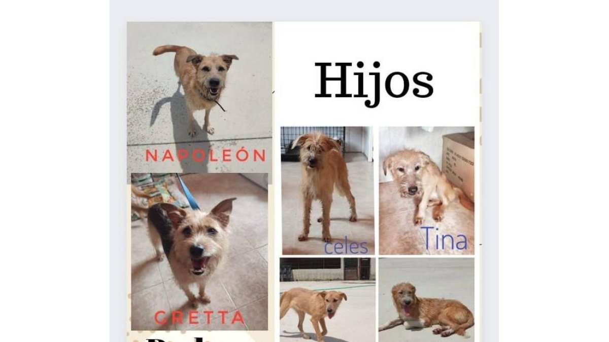 Napoleón, Gretta, Celes, Tina, Macro y Machín buscan familia