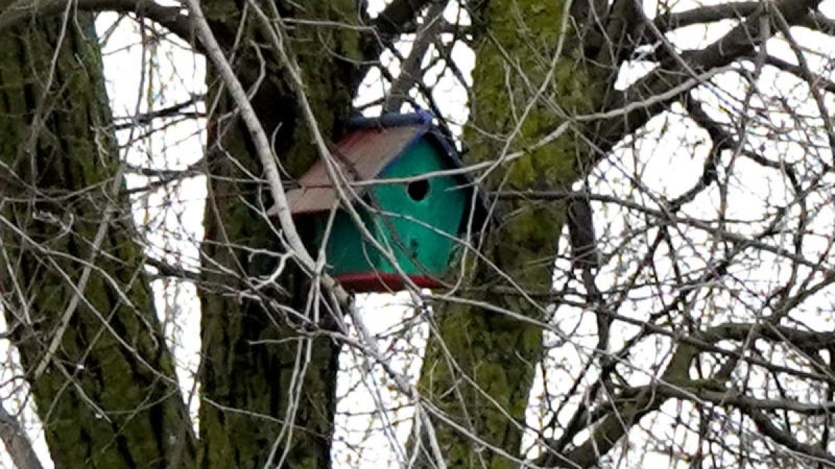 Casita-nido para herrerillos y carboneros en el patio del CRA de Villaquilambre. J.NOTARIO