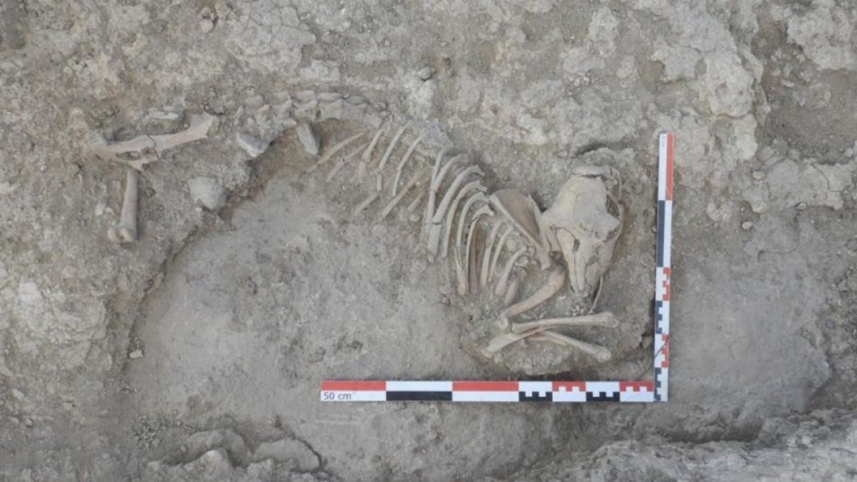 Restos arqueológicos de la oveja. DIPUTACIÓN DE ALBACETE