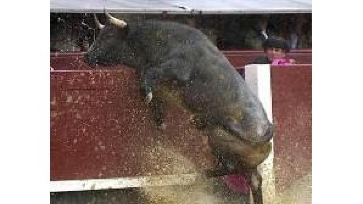 El segundo toro de la tarde, Segador, intenta saltar la barrera tras salir de los chiqueros