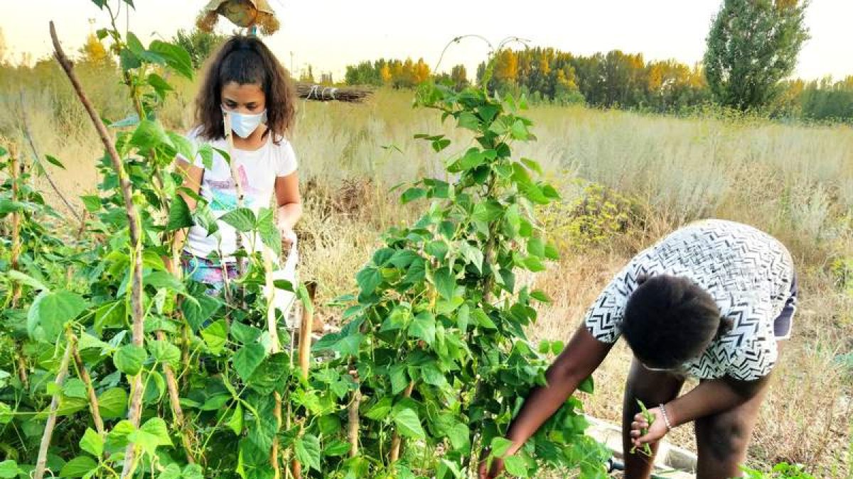 Una niña y un niño recogen alubias en el huerto urbano de Auryn en el Coto Escolar de León. DL