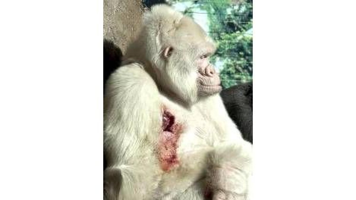 Este chimpance es el último nieto que ha tenido Copito