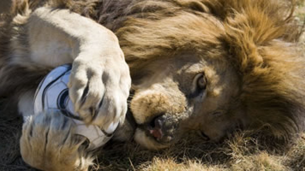 Un León ruge con el balón del mundial.