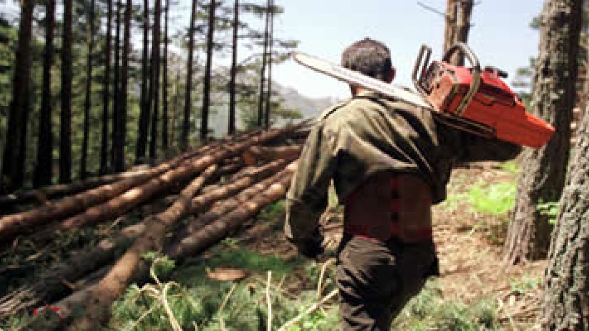Un trabajador de una cuadrilla en una corta de pinos en Lugeros en el año 2000.
