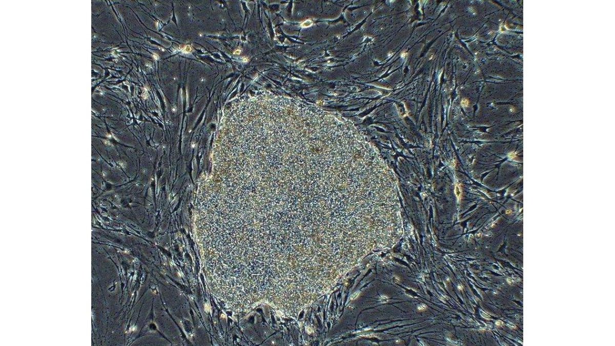 Una célula madre vista desde un microscopio, en una imagen de archivo. EFE