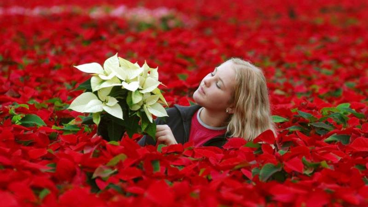 Alemania es el país líder en la producción de la tradicional planta de Navidad o poinsettia. STEFAN PUCHNER