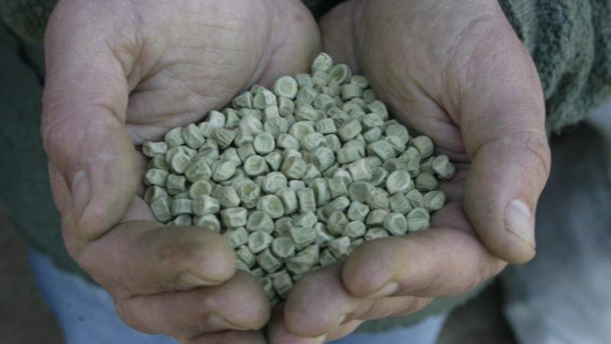 Semillas de productos hortícolas. RAMIRO