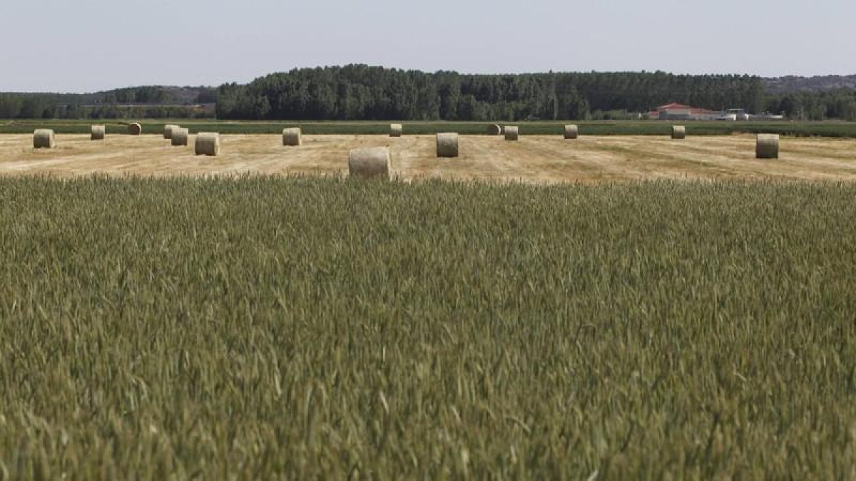Campo de cereal en la ribera del Tuerto.