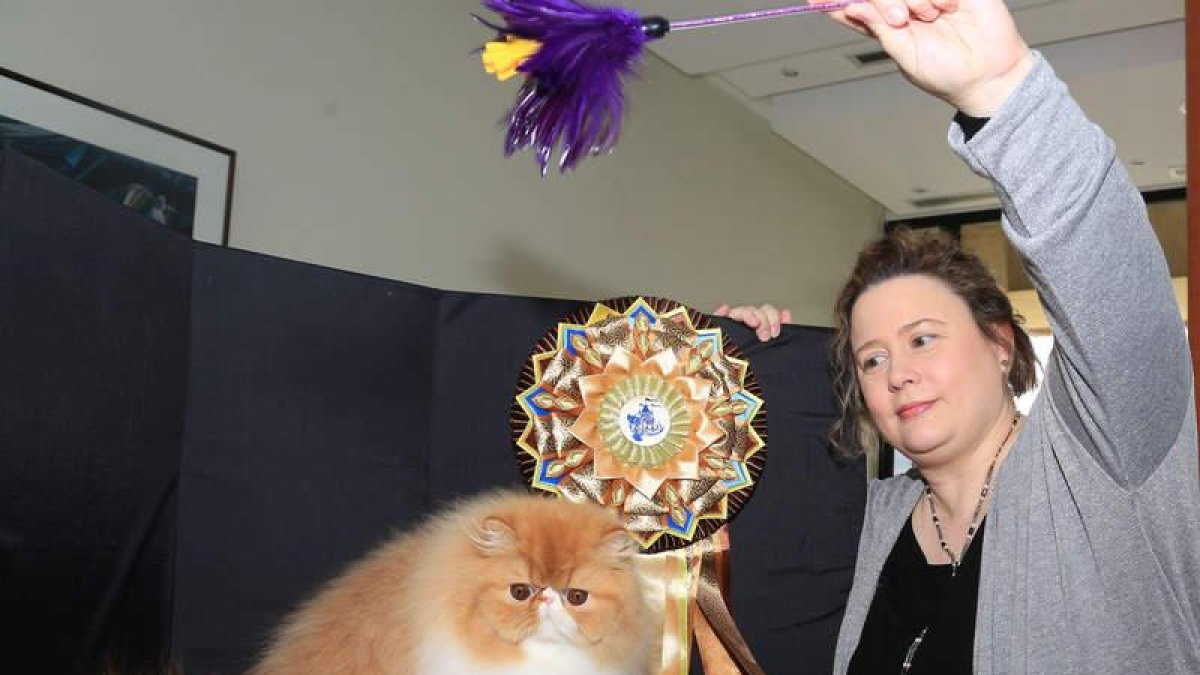 Aunque trabaja como ferroviaria, María Vázquez se dedica desde hace diez años a la cría de gatos persas y exóticos con los que luego compite por el mundo. SECUNDINO PÉREZ