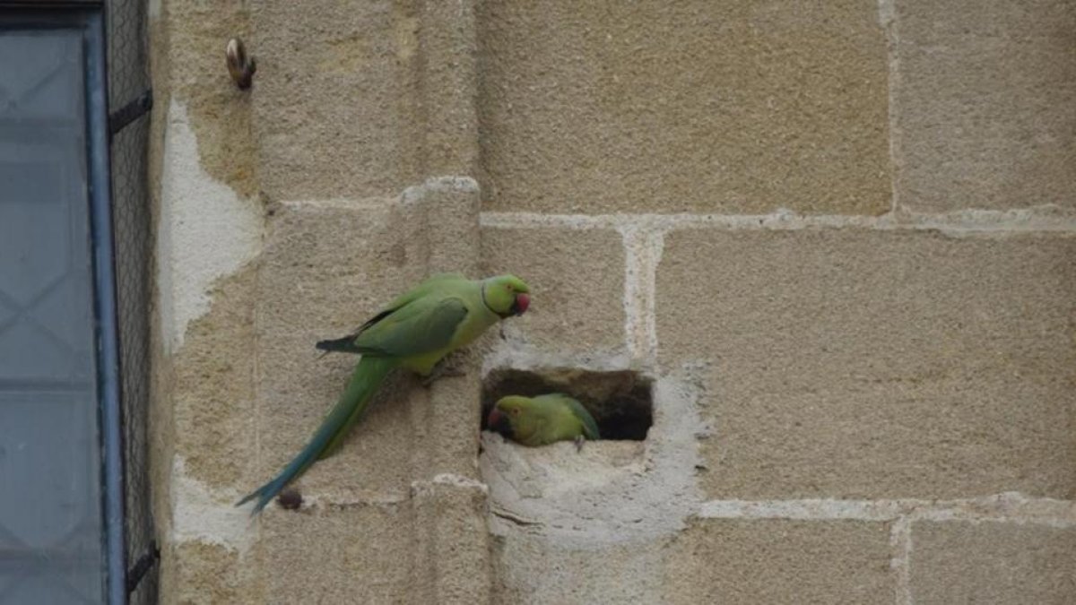 Pareja de cotorras de Kramer en una de las paredes de la catedral de Sevilla.
