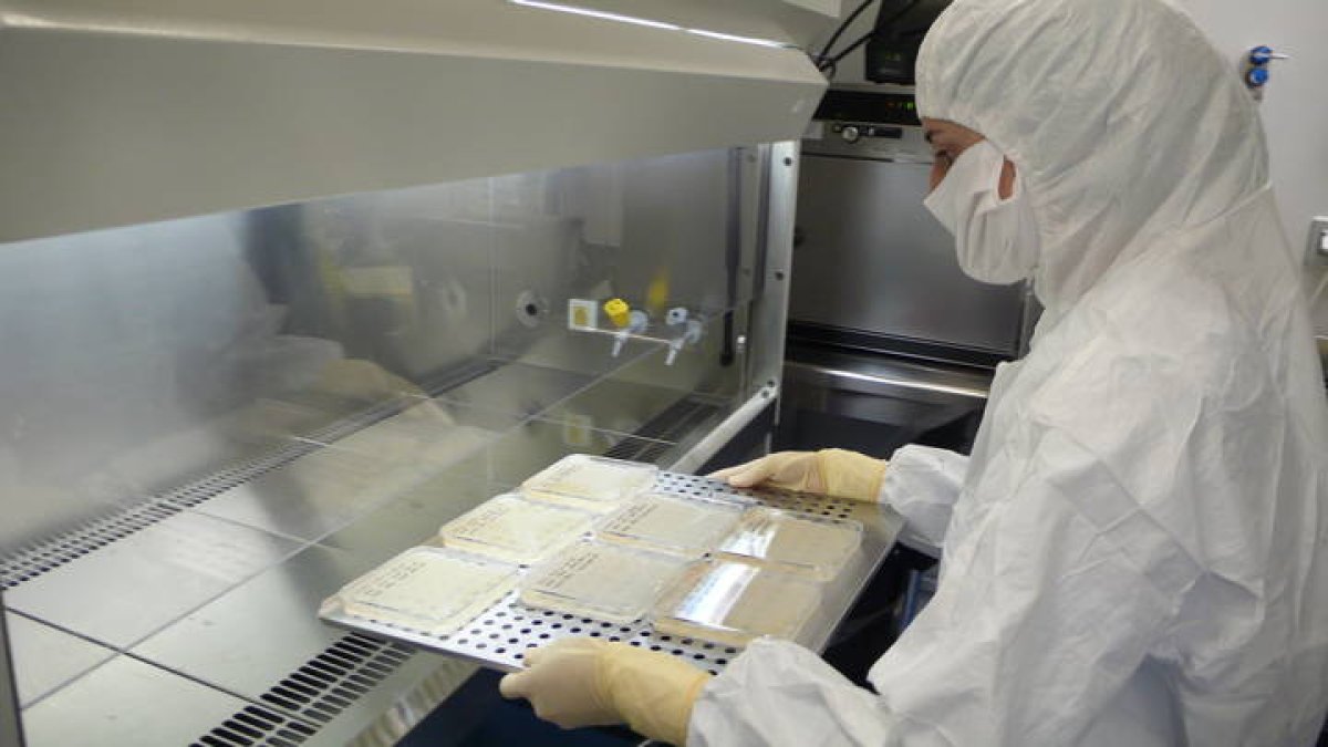LA BIOTECNÓLOGA LEONESA, ANA FERNÁNDEZ trabajando con células. DL