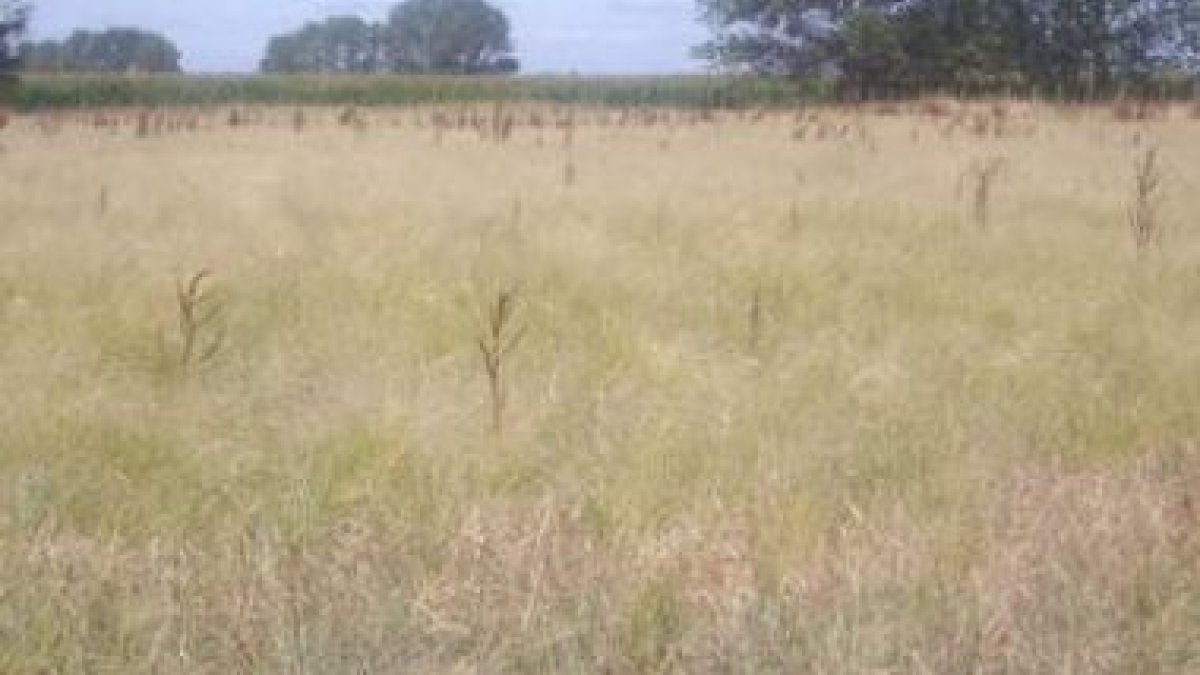 Plantación de teff en la finca de Bercianos de la Diputación.