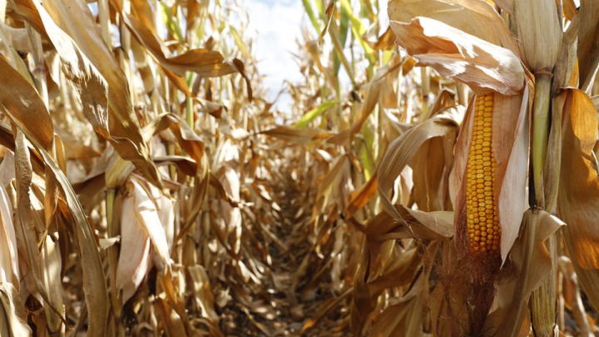 La situación actual es 