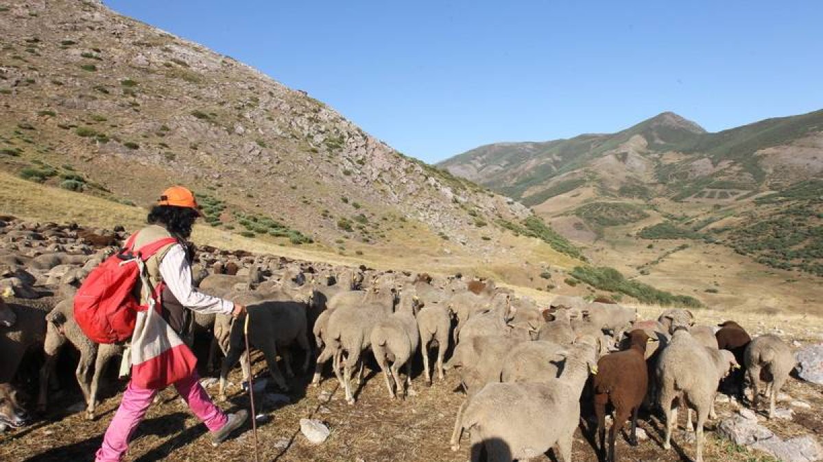 Un rebaño trasterminante pasta camino de Luna