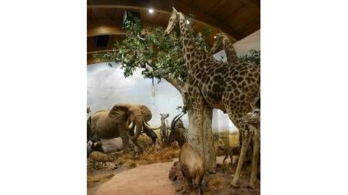 Una de las excelentes vistas que ofrece el Museo de la Fauna Salvaje, afincado en Valdehuesa