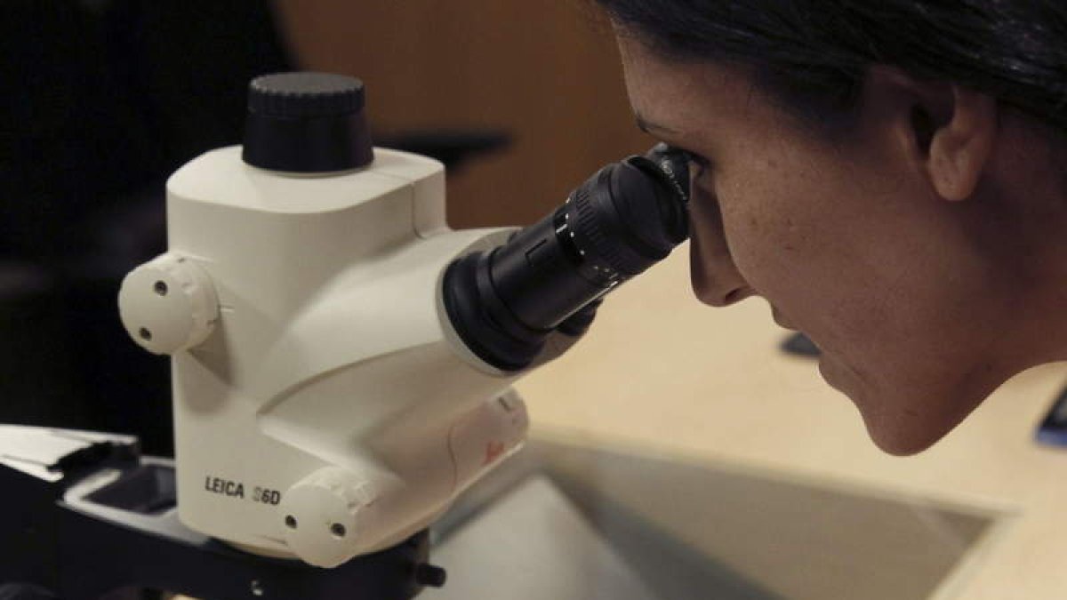 Una investigadora observa una muestra en el microscopio de un laboratorio.