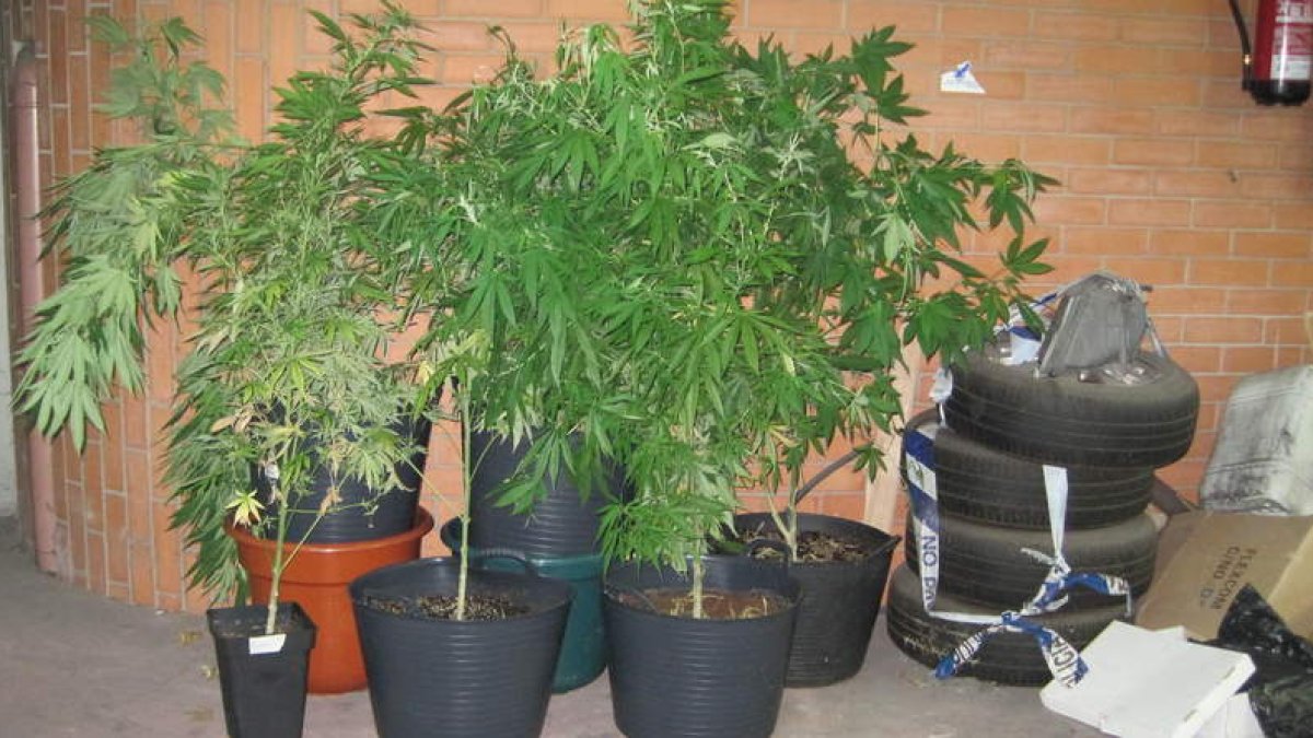 Las plantas interceptadas por los agentes de la Policía Municipal de Ponferrada.