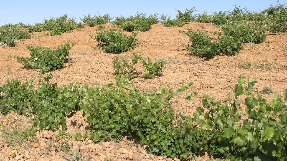 Los Charco las Ánimas-CLANse elaborana partir deviejas cepasde prietopicudo en disposición tradicional.