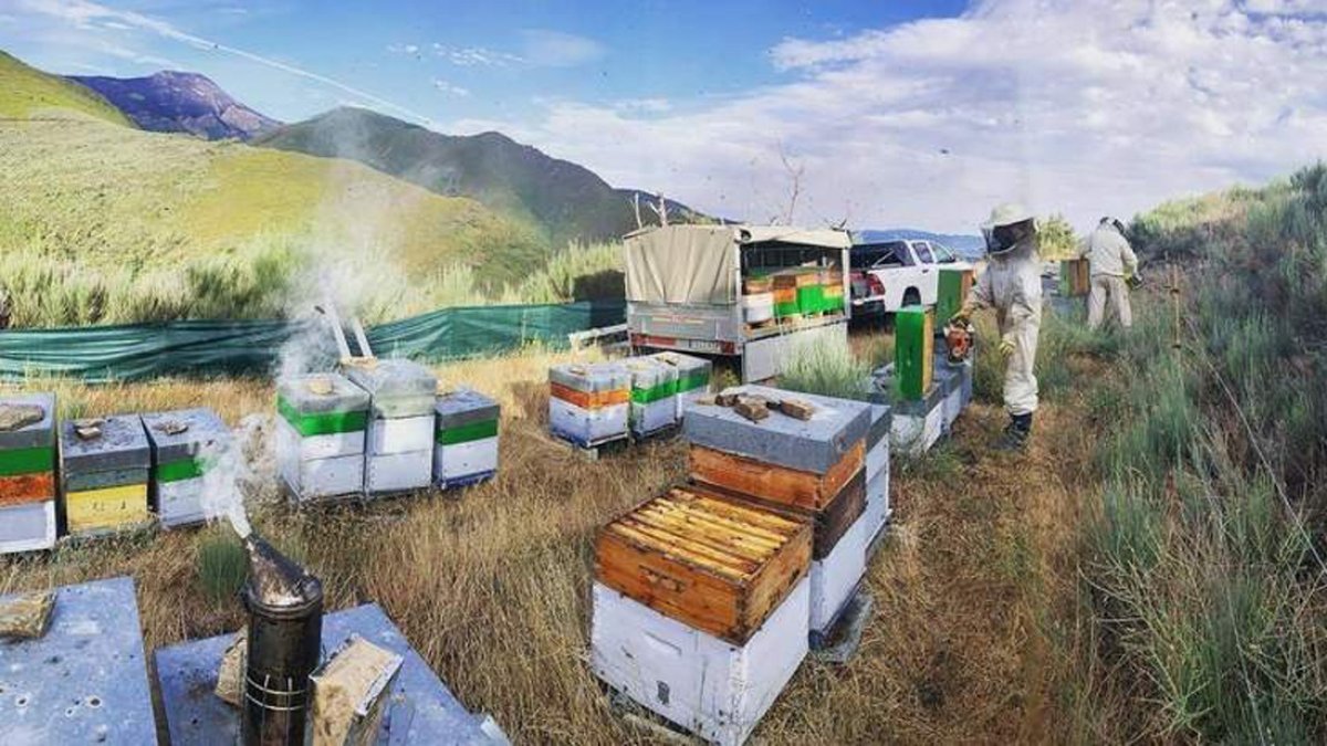 Apicultores en un colmenar. DL