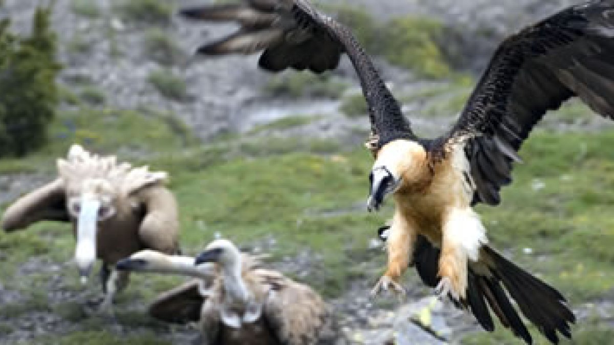 Imagen de un quebrantahuesos.