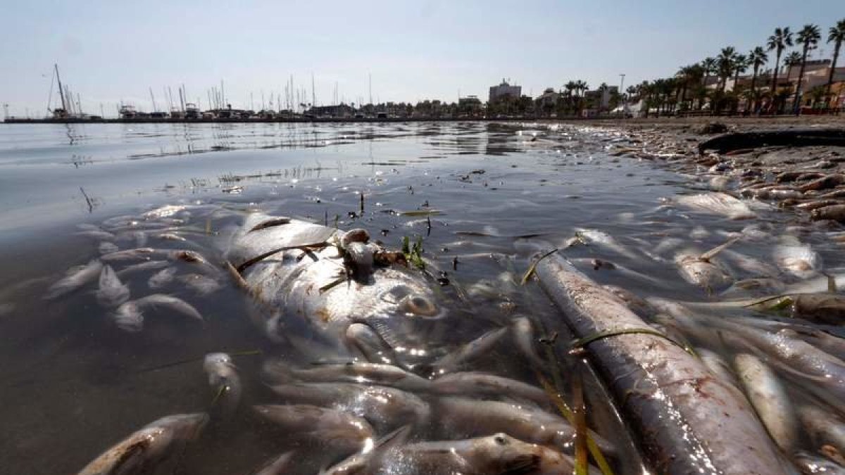 Aparición de peces muertos en el Mar Menor. MARCIAL GUILLÉN