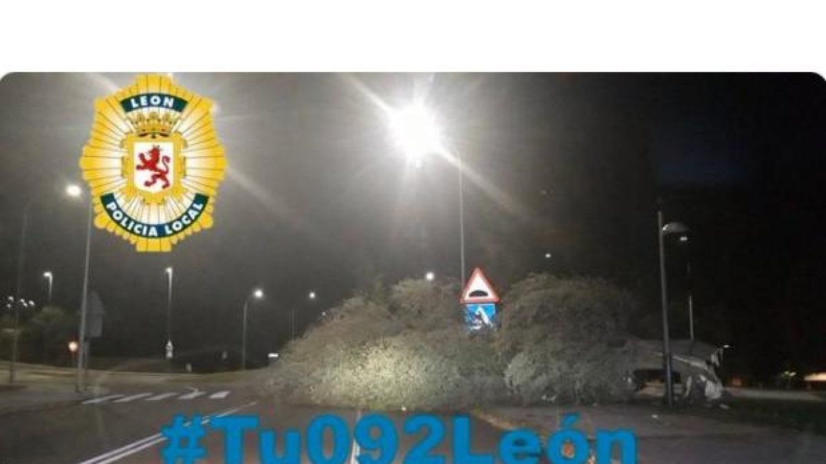 Un arbol derrtibado por el viento. La fotografía es del Twitter d ela Policía Local @LeonPolicia #Tu092León