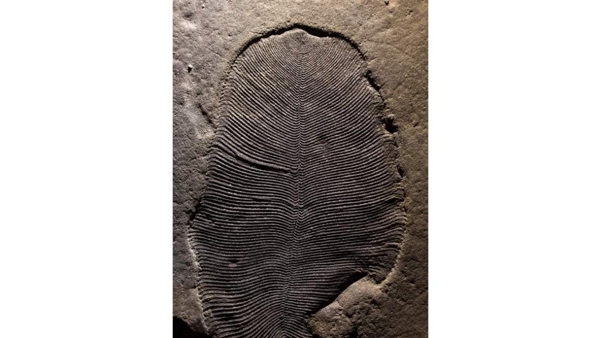 Fósil de la Dickinsonia, el animal más antiguo de la Tierra. ILYA BOBROVSKIY/AUSTRALIAN NATMA