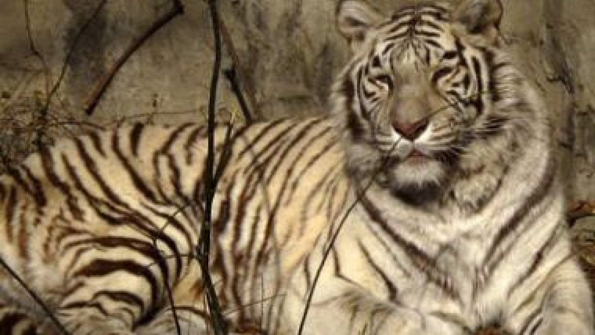 Un tigre bengala del zoo de Pekín.