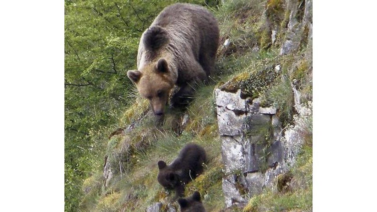 Una osa con dos crías del año en la cordillera. FOP