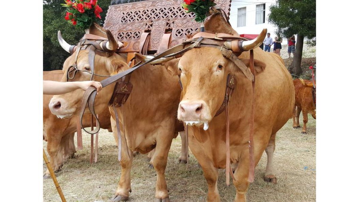Los  ejemplares fueron adquiridos en Portugal. Cada uno de ellos pesa cerca de 2.000 kilos.