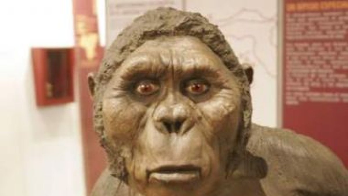 Imagen de la exposición «De mono a hombre», también de la Caixa, que estuvo en León hace