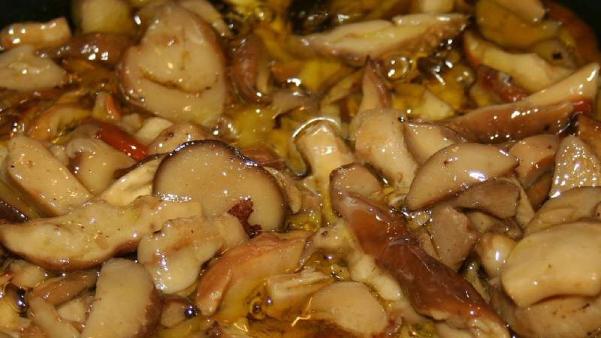 Los Boletus edulis son uno de los hongos más apreciados en la cocina. dl