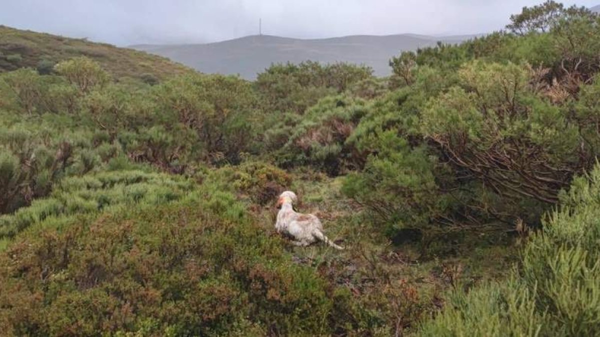 La Copa de España de Montaña hace parada nuevamente en León. DL