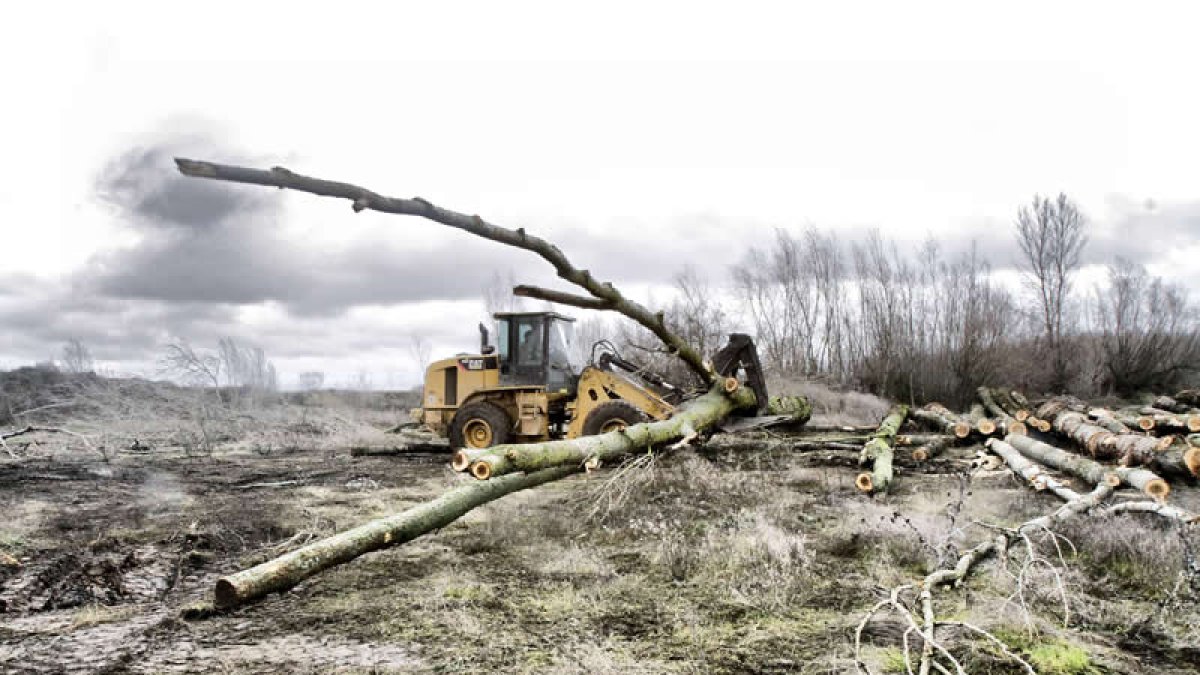 Tala de chopos en la provincia. DL