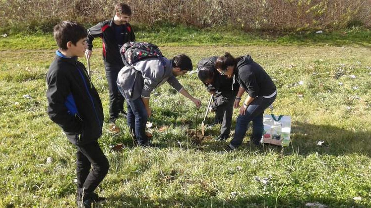 Un grupo de jóvenes planta higueras, ayer en el cinturón peatonal del río Bernesga.