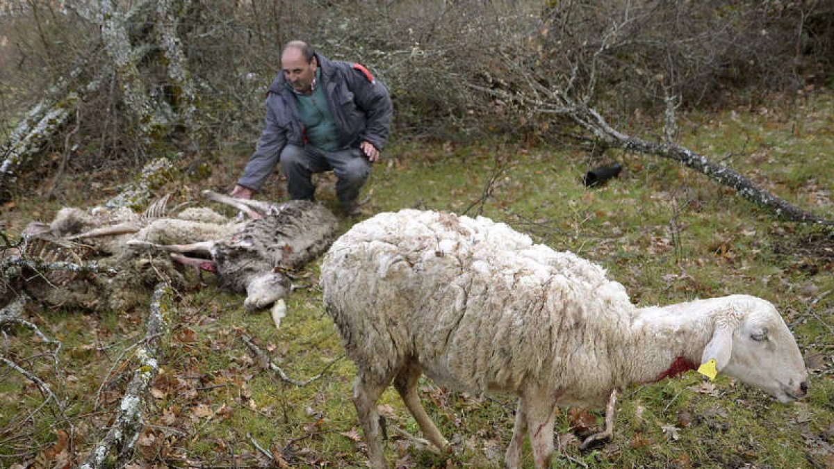 El ganadero afectado muestra las consecuencias del ataque. EFE