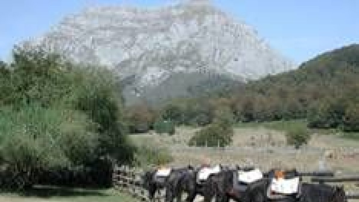 Los asturcones saldrán hoy por la mañana de Oseja de Sajambre y llegarán mañana a Ribadesella
