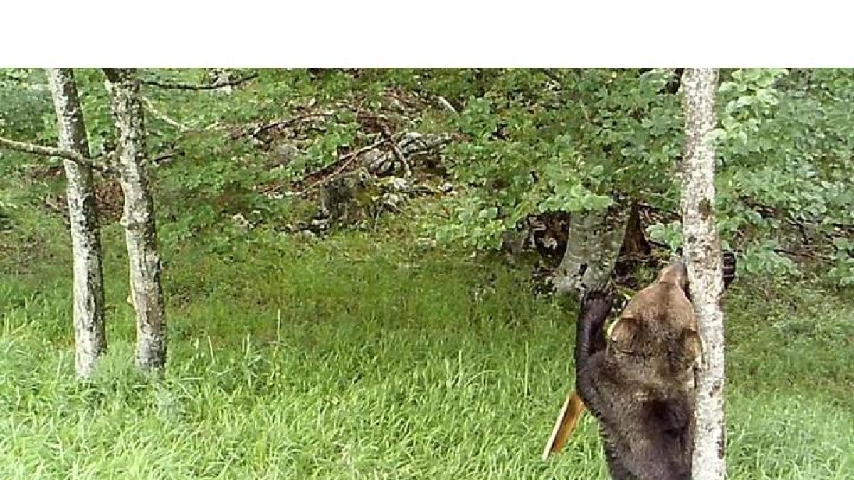 oso