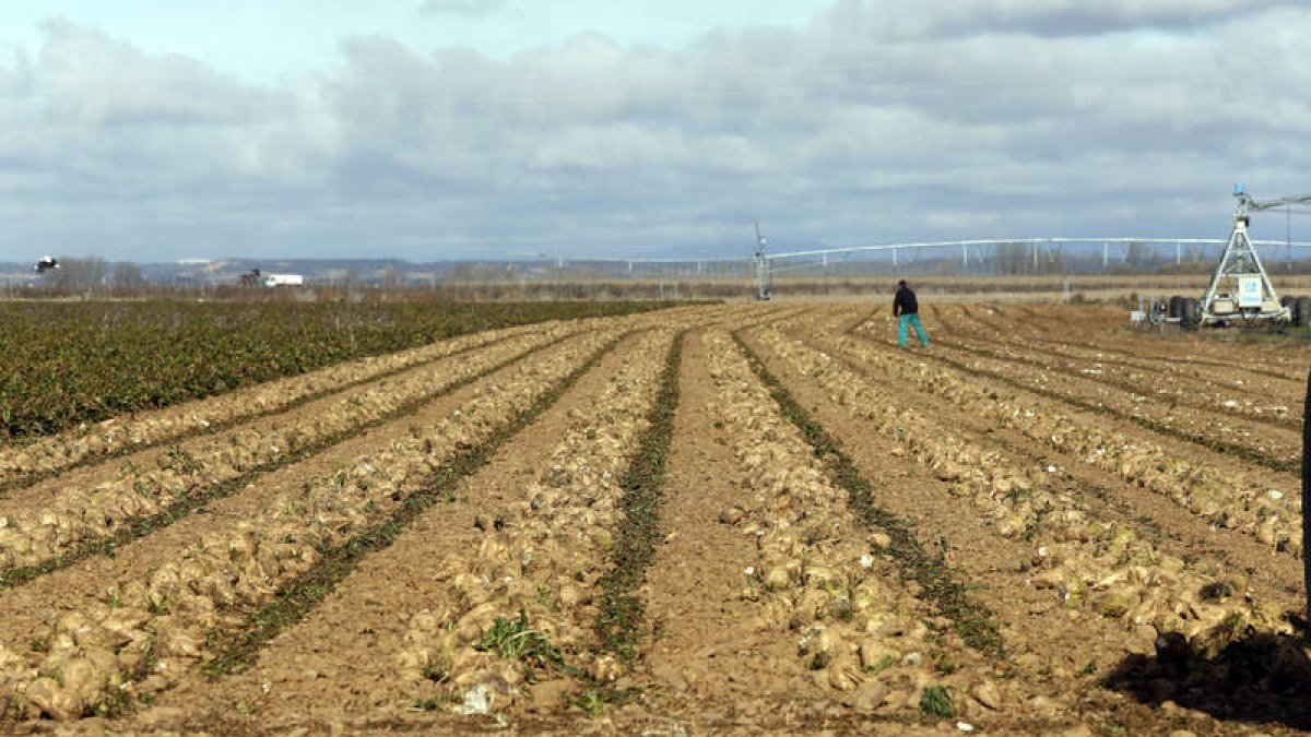 Imagen de un campo de remolacha en la provincia de León en el momento de su cosecha. MARCIANO PÉREZ